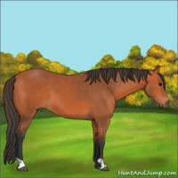 Horse Color:Bay and Bay
