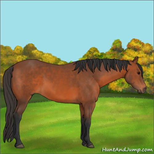 Horse Color:Bay 