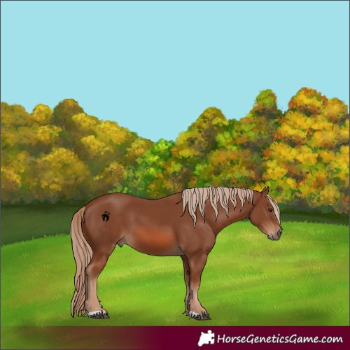 Horse Color:Chestnut 