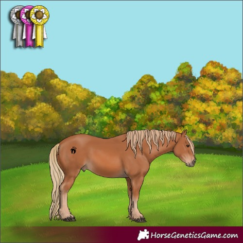 Horse Color:Chestnut 