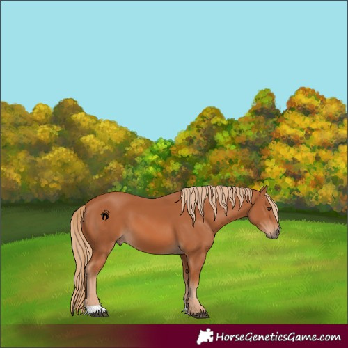 Horse Color:Chestnut 