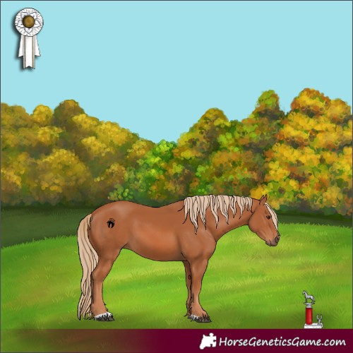 Horse Color:Chestnut 