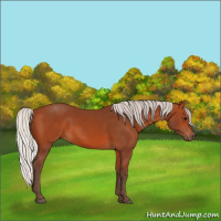 Horse Color:Silver Bay 