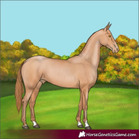 Horse Color:Bay Pearl