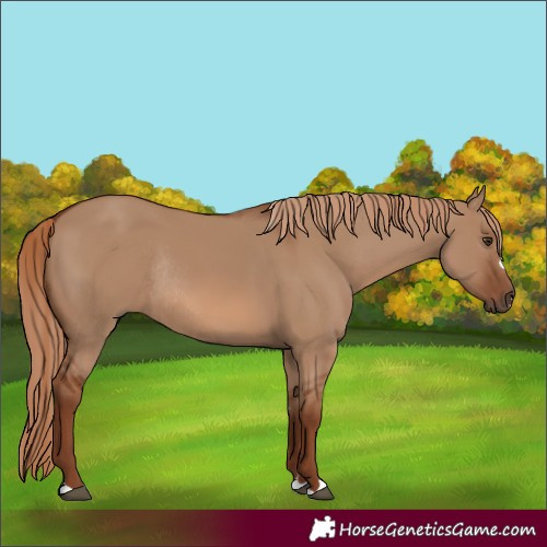 Horse Color:Red Dun Rabicano 
