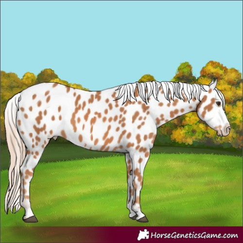 Horse Color:Chestnut Appaloosa 