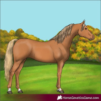Horse Color:Chestnut 