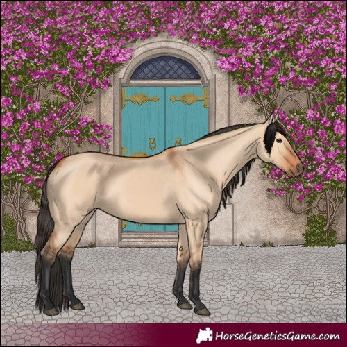 Horse Color:Bay Dun 