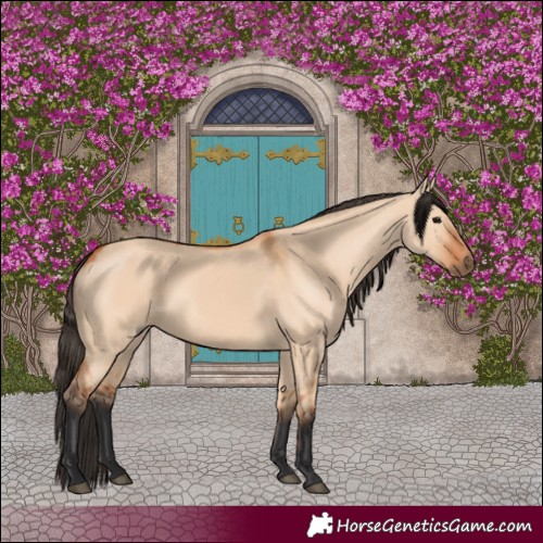 Horse Color:Bay Dun 