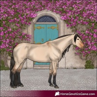 Horse Color:Bay Dun