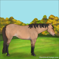 Horse Color:Bay Dun 
