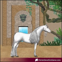 Horse Color:Brown Appaloosa