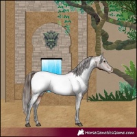 Horse Color:Brown Appaloosa 