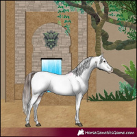 Horse Color:Brown Appaloosa 