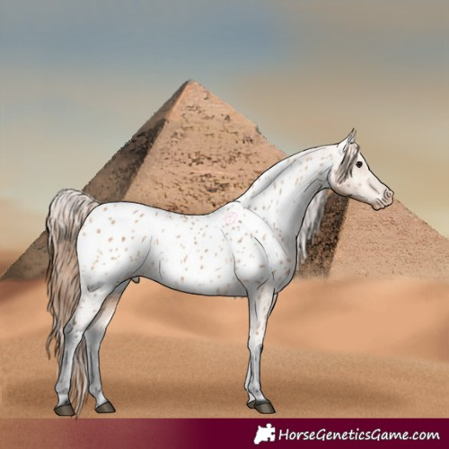 Horse Color:Bay Dun Appaloosa 