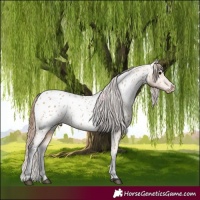 Horse Color:Bay Dun Appaloosa 