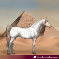 Horse Color:Bay Dun Appaloosa 