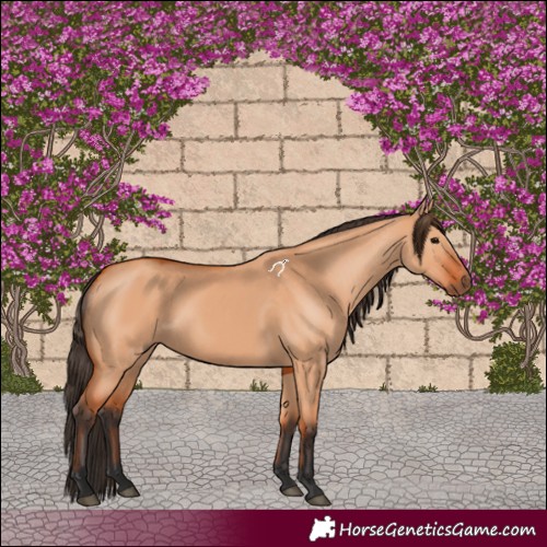 Horse Color:Bay Dun
