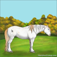 Horse Color:Buckskin Pearl Sabino 