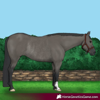 Horse Color:Grullo Rabicano 