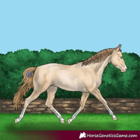 Horse Color:Buckskin Pearl Sabino 