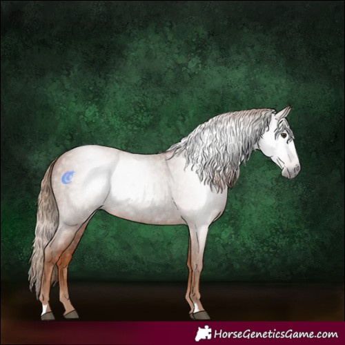 Horse Color:Gray Red Roan