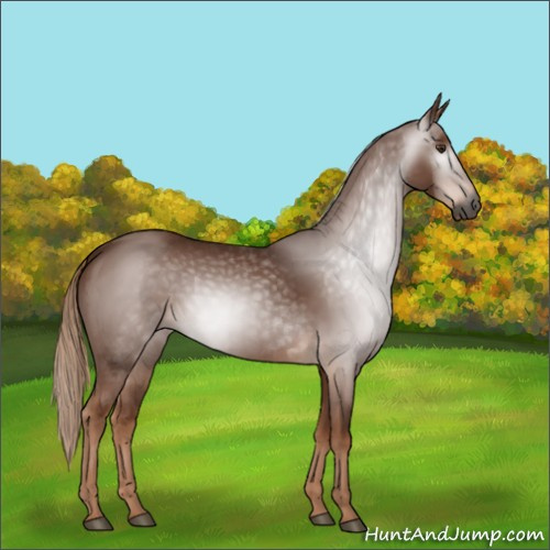 Horse Color:Gray Chestnut 
