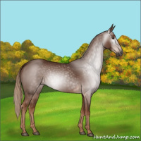 Horse Color:Gray Chestnut 