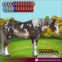 Horse Color:White Spotted Liver Chestnut Mushroom Splash