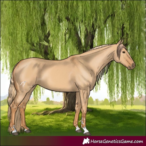 Horse Color:Red Dun