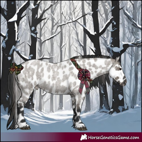 Horse Color:Grullo Roan Appaloosa 