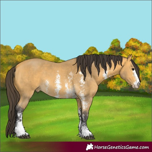 Horse Color:Buckskin Sabino 