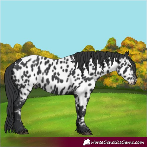 Horse Color:Black Near Leopard