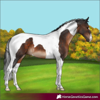 Horse Color:Brown Tobiano 