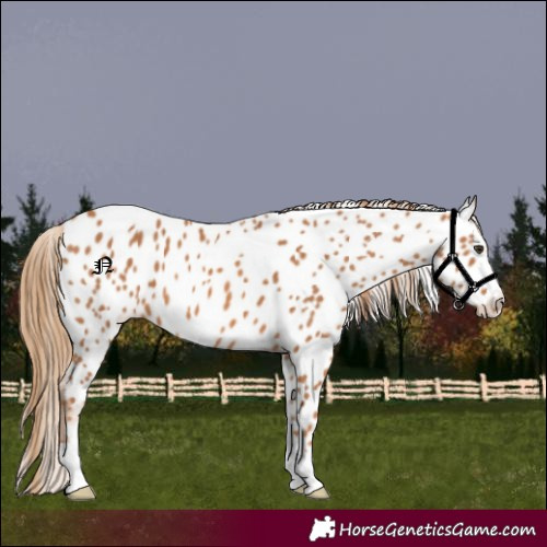 Horse Color:Chestnut Appaloosa 