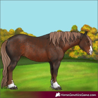 Horse Color:Liver Chestnut Rabicano 