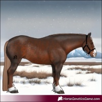 Horse Color:Liver Chestnut Rabicano 