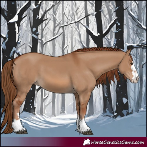 Horse Color:Red Dun