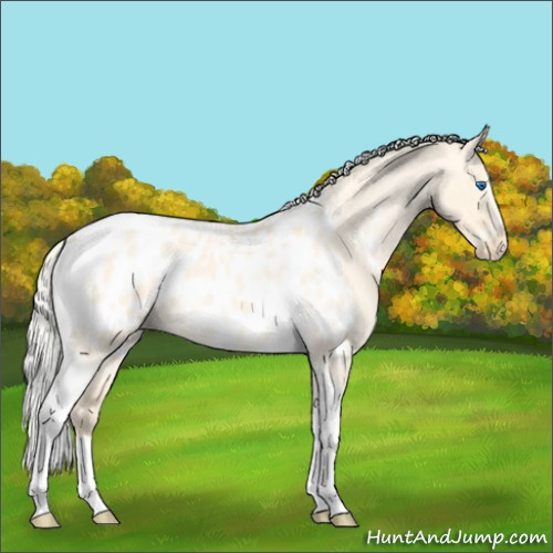Horse Color:Silver Amber Cream Champagne Roan Dun Splash Tobiano Frame Appaloosa Rabicano