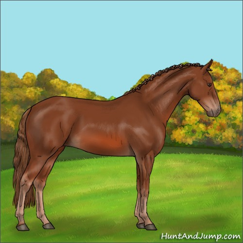 Horse Color:Chestnut 