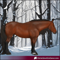 Horse Color:Gray Bay