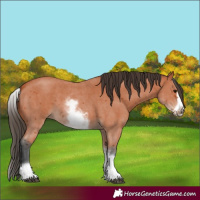 Horse Color:White Spotted Bay Sabino Frame 