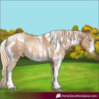 Horse Color:White Spotted Chocolate Palomino Pearl Sabino