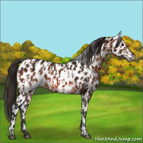 Horse Color:Bay Appaloosa and Gray Bay Appaloosa