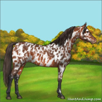 Horse Color:Bay Appaloosa and Bay Appaloosa