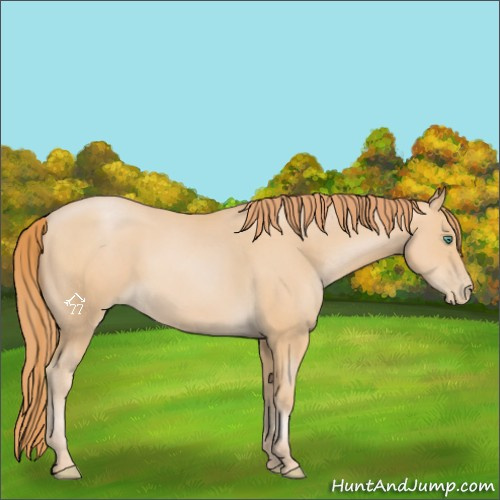 Horse Color:Smoky Black Pearl Sabino 