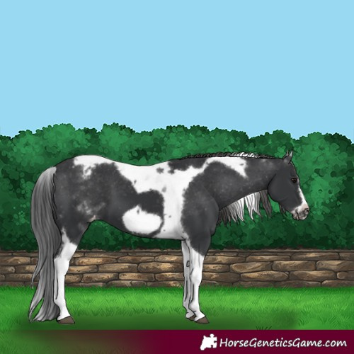 Horse Color:White Spotted Black Splash Tobiano Frame Appaloosa 