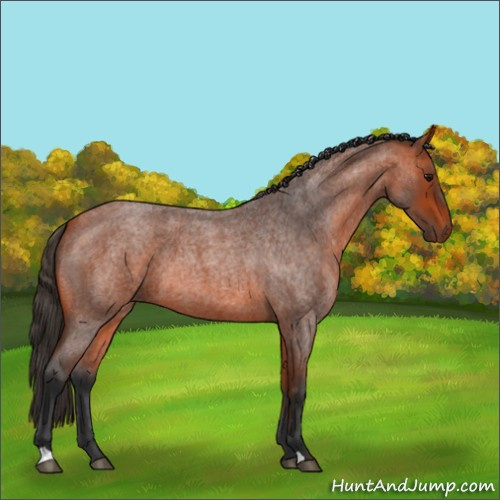 Horse Color:Bay Roan 