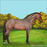 Horse Color:Bay Roan 