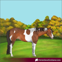 Horse Color:Bay Sabino Tobiano 